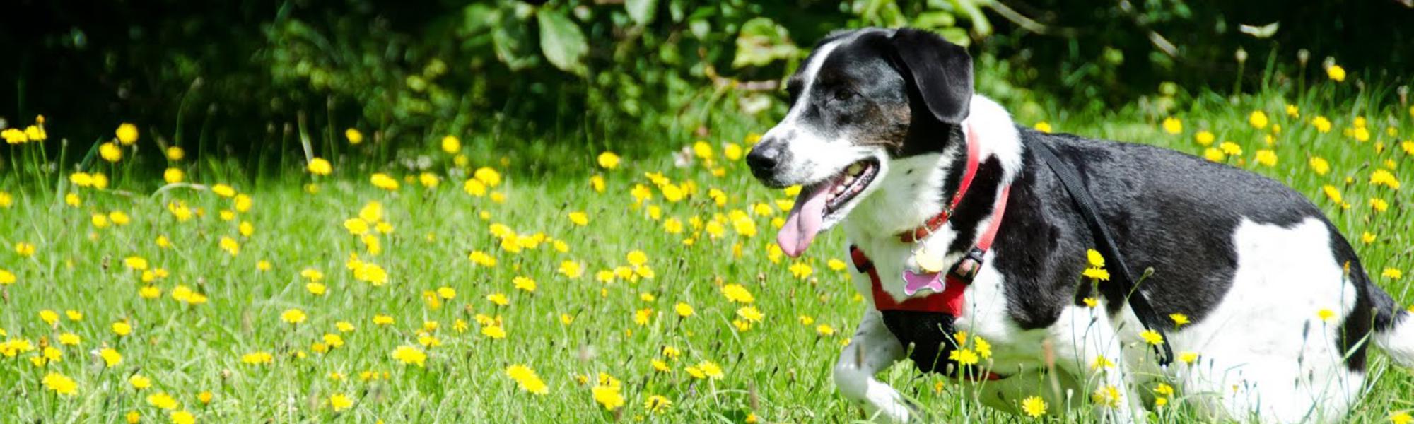 Vacanze per animali domestici